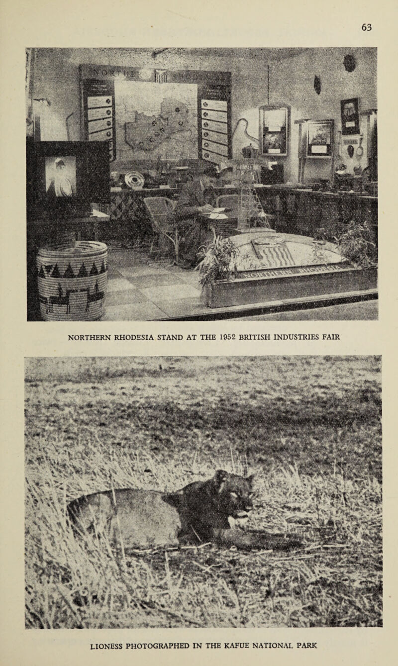 NORTHERN RHODESIA STAND AT THE 1952 BRITISH INDUSTRIES FAIR LIONESS PHOTOGRAPHED IN THE KAFUE NATIONAL PARK