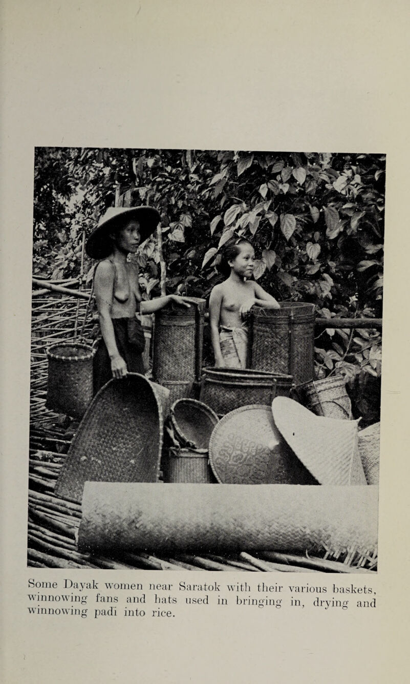 Some Dayak women near Saratok with their winnowing fans and hats used in bringing winnowing pad! into rice. various baskets, in, drying and