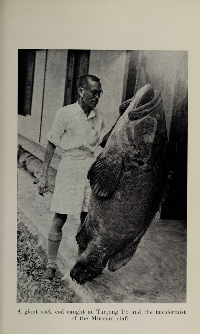 A giant rock cod caught at Tanjong Po and the taxidermist of the Museum staff.