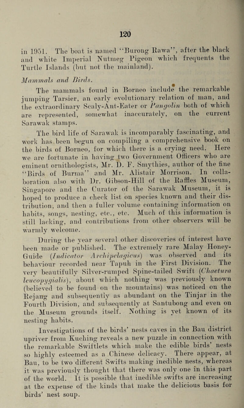 in 1951. The boat is named “Burong Bawa”, after the black and white Imperial Nutmeg Pigeon which frequents the Turtle Islands (but not the mainland). Mammals and Birds. The mammals found in Borneo include the remarkable jumping Tarsier, an early evolutionary relation of man, and the extraordinary Scaly-Ant-Eater or Pangolin both of which are represented, somewhat inaccurately, on the current Sarawak stamps. The bird life of Sarawak is incomparably fascinating, and work has been begun on compiling a comprehensive book on the birds of Borneo, for which there is a crying need. Here we are fortunate in having two Government Officers who are eminent ornithologists, Mr. 1). F. Smythies, author of the fine “Birds of Burma” and Mr. Alistair Morrison. In colla¬ boration also with Hr. Gibson-Hill of the Baffles Museum, Singapore and the Curator of the Sarawak Museum, it is hoped to produce a check list on species known and their dis¬ tribution, and then a fuller volume containing information on habits, songs, nesting, etc., etc. Much of this information is still lacking, and contributions from other observers will be warmly welcome. During the year several other discoveries of interest have been made or published. The extremely rare Malay Honey- Guide (Indicator Arch i pela cjicus) was observed and its beha viour recorded near Tapuh in the First Division. I he very beautifully Silver-rumped Spine-tailed Swift (Chaetura leuco'pyfjialis), about which nothing was previously known (believed to be found on the mountains) was noticed on the Bejang and subsequently as abundant on the Tinjar in the Fourth Division, and subsequently at Santubong and even on the Museum grounds itself. Nothing is yet known of its nesting habits. Investigations of the birds’ nests caves in the Bau district upriver from Kuching reveals a new puzzle in connection with the remarkable Swiftlets which make the edible birds nests so highly esteemed as a Chinese delicacy. There appear, at Bau, to be two different Swifts making inedible nests, whereas it was previously thought that there was only one in this part of the world. It is possible that inedible swifts are increasing at the expense of the kinds that make the delicious basis for birds’ nest soup.