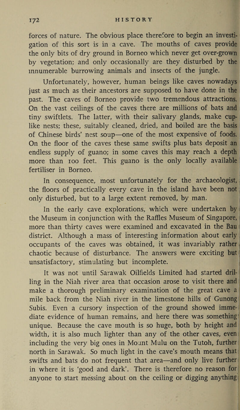 forces of nature. The obvious place therefore to begin an investi¬ gation of this sort is in a cave. The mouths of caves provide the only bits of dry ground in Borneo which never get over-grown by vegetation; and only occasionally are they disturbed by the innumerable burrowing animals and insects of the jungle. Unfortunately, however, human beings like caves nowadays just as much as their ancestors are supposed to have done in the past. The caves of Borneo provide two tremendous attractions. On the vast ceilings of the caves there are millions of bats and tiny swiftlets. The latter, with their salivary glands, make cup¬ like nests; these, suitably cleaned, dried, and boiled are the basis of Chinese birds’ nest soup—one of the most expensive of foods. On the floor of the caves these same swifts plus bats deposit an endless supply of guano; in some caves this may reach a depth more than ioo feet. This guano is the only locally available fertiliser in Borneo. In consequence, most unfortunately for the archaeologist, the floors of practically every cave in the island have been not only disturbed, but to a large extent removed, by man. In the early cave explorations, which were undertaken by the Museum in conjunction with the Raffles Museum of Singapore, more than thirty caves were examined and excavated in the Bau district. Although a mass of interesting information about early occupants of the caves was obtained, it was invariably rather chaotic because of disturbance. The answers were exciting but unsatisfactory, stimulating but incomplete. It was not until Sarawak Oilfields Limited had started dril¬ ling in the Niah river area that occasion arose to visit there and make a thorough preliminary examination of the great cave a mile back from the Niah river in the limestone hills of Gunong Subis. Even a cursory inspection of the ground showed imme¬ diate evidence of human remains, and here there was something unique. Because the cave mouth is so huge, both by height and width, it is also much lighter than any of the other caves, even including the very big ones in Mount Mulu on the Tutoh, further north in Sarawak. So much light in the cave’s mouth means that swifts and bats do not frequent that area—and only live further in where it is ‘good and dark’. There is therefore no reason for anyone to start messing about on the ceiling or digging anything