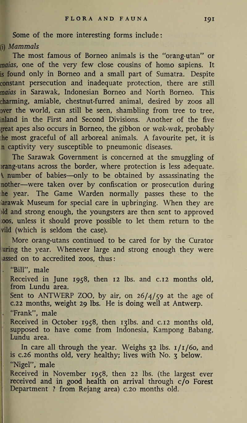 Some of the more interesting forms include: (i) Mammals The most famous of Borneo animals is the “orang-utan” or maias, one of the very few close cousins of homo sapiens. It is found only in Borneo and a small part of Sumatra. Despite constant persecution and inadequate protection, there are still maias in Sarawak, Indonesian Borneo and North Borneo. This charming, amiable, chestnut-furred animal, desired by zoos all over the world, can still be seen, shambling from tree to tree, inland in the First and Second Divisions. Another of the five ^reat apes also occurs in Borneo, the gibbon or wak-wak, probably :he most graceful of all arboreal animals. A favourite pet, it is n captivity very susceptible to pneumonic diseases. The Sarawak Government is concerned at the smuggling of )rang-utans across the border, where protection is less adequate. \ number of babies—only to be obtained by assassinating the nother—were taken over by confiscation or prosecution during he year. The Game Warden normally passes these to the Jarawak Museum for special care in upbringing. When they are )ld and strong enough, the youngsters are then sent to approved ;oos, unless it should prove possible to let them return to the vild (which is seldom the case). More orang-utans continued to be cared for by the Curator uring the year. Whenever large and strong enough they were assed on to accredited zoos, thus: . “Bill”, male Received in June 1958, then 12 lbs. and c.12 months old, from Lundu area. Sent to ANTWERP ZOO, by air, on 26/4/59 at the age of c.22 months, weight 29 lbs. He is doing well at Antwerp. . “Frank”, male Received in October 1958, then iglbs. and c.12 months old, supposed to have come from Indonesia, Kampong Babang. Lundu area. In care all through the year. Weighs 32 lbs. 1/1/60, and is c.26 months old, very healthy; lives with No. 3 below. “Nigel”, male Received in November 1958, then 22 lbs. (the largest ever received and in good health on arrival through c/o Forest Department ? from Rejang area) c.20 months old.