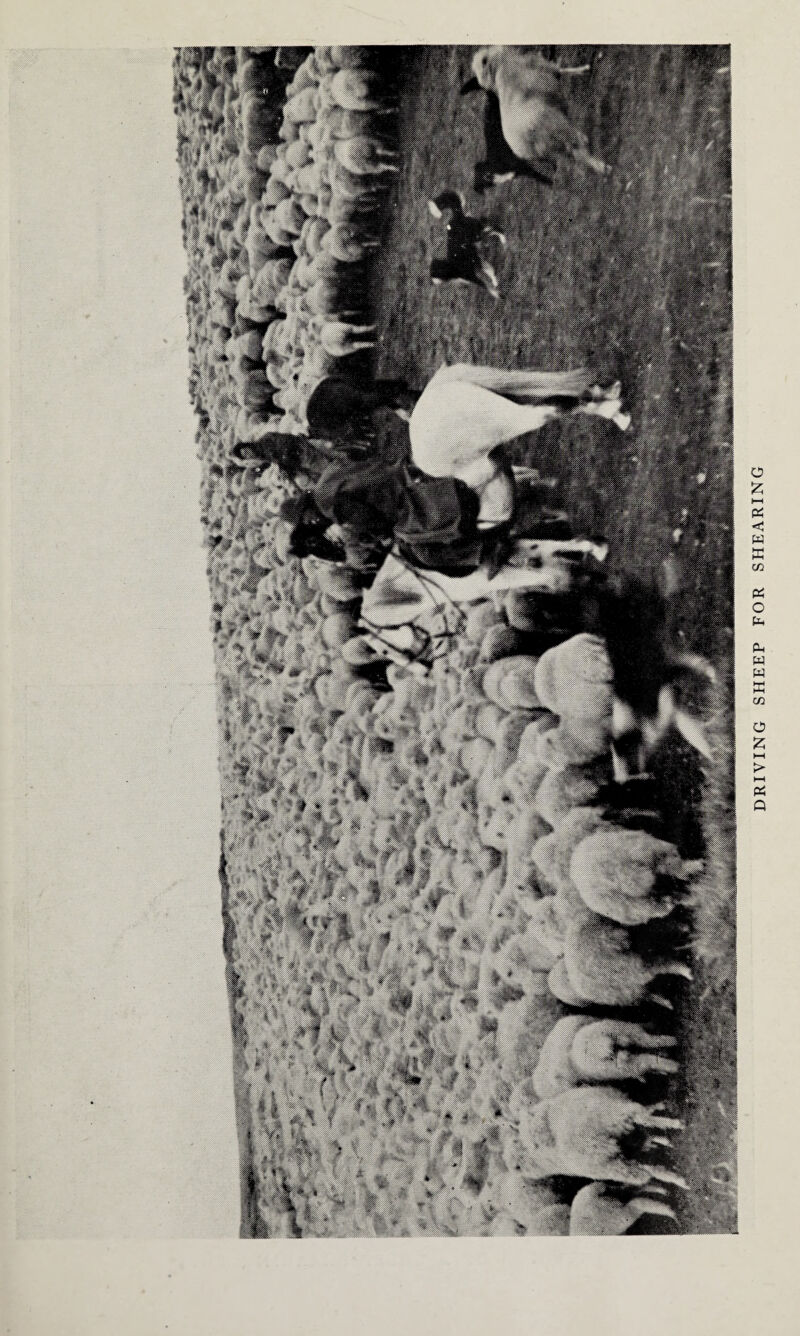 DRIVING SHEEP FOR SHEARING