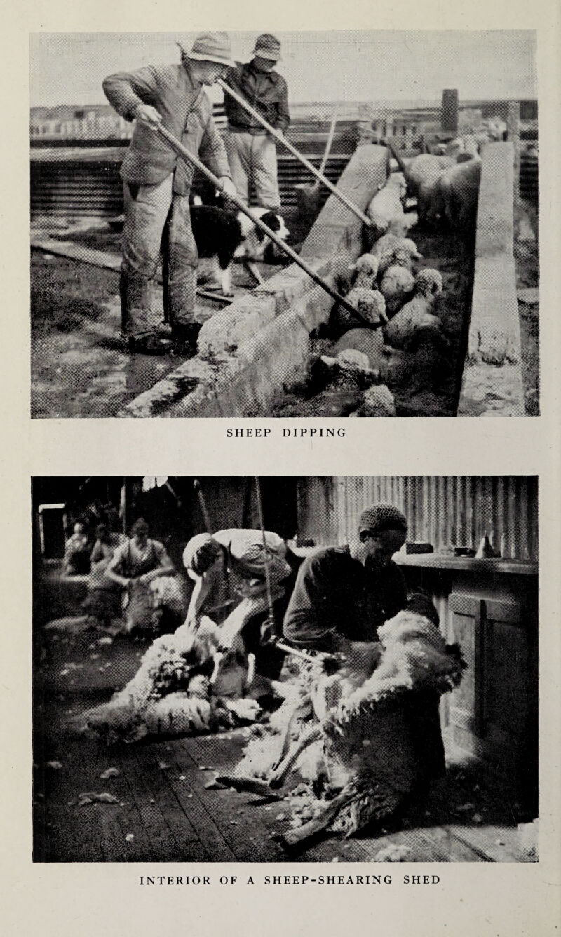 SHEEP DIPPING INTERIOR OF A SHEEP-SHEARING SHED