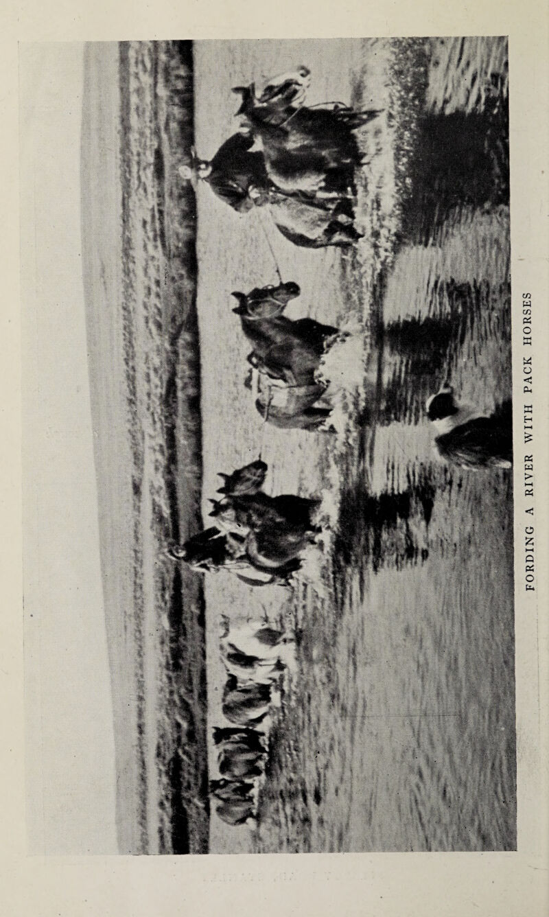 FORDING A RIVER WITH PACK HORSES