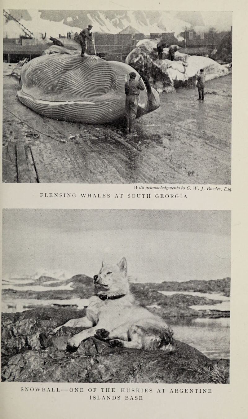 With acknowledgments to G. W. J. Bowles, Esq. FLENSING WHALES AT SOUTH GEORGIA