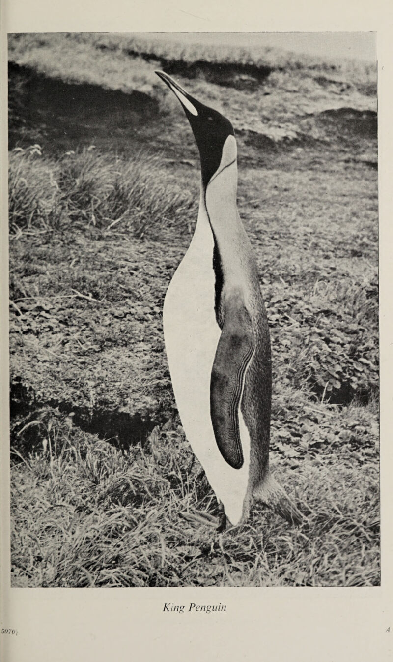 King Penguin ■'><170, A