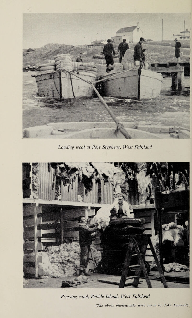 Loading wool at Port Stephens, West Falkland Pressing wool, Pebble Island, West Falkland (The above photographs were taken by John Leonard)