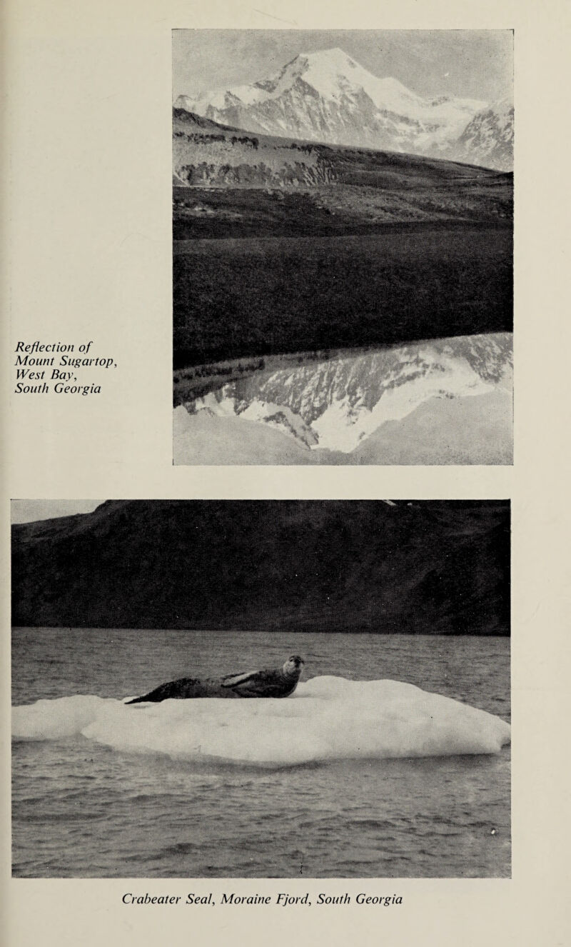 1 Reflection of Mount Sugar top. West Bay, South Georgia Crabeater Seal, Moraine Fjord, South Georgia