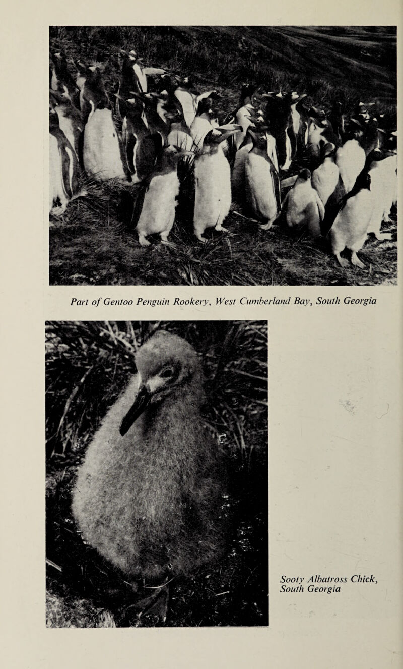 Part of Gentoo Penguin Rookery, West Cumberland Bay, South Georgia Sooty Albatross Chick, South Georgia