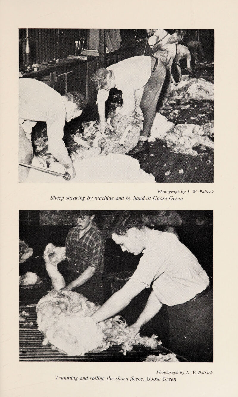 Photograph by J. W. Poltock Sheep shearing by machine and by hand at Goose Green Photograph by J. W. Poltock Trimming and rolling the shorn fleece, Goose Green