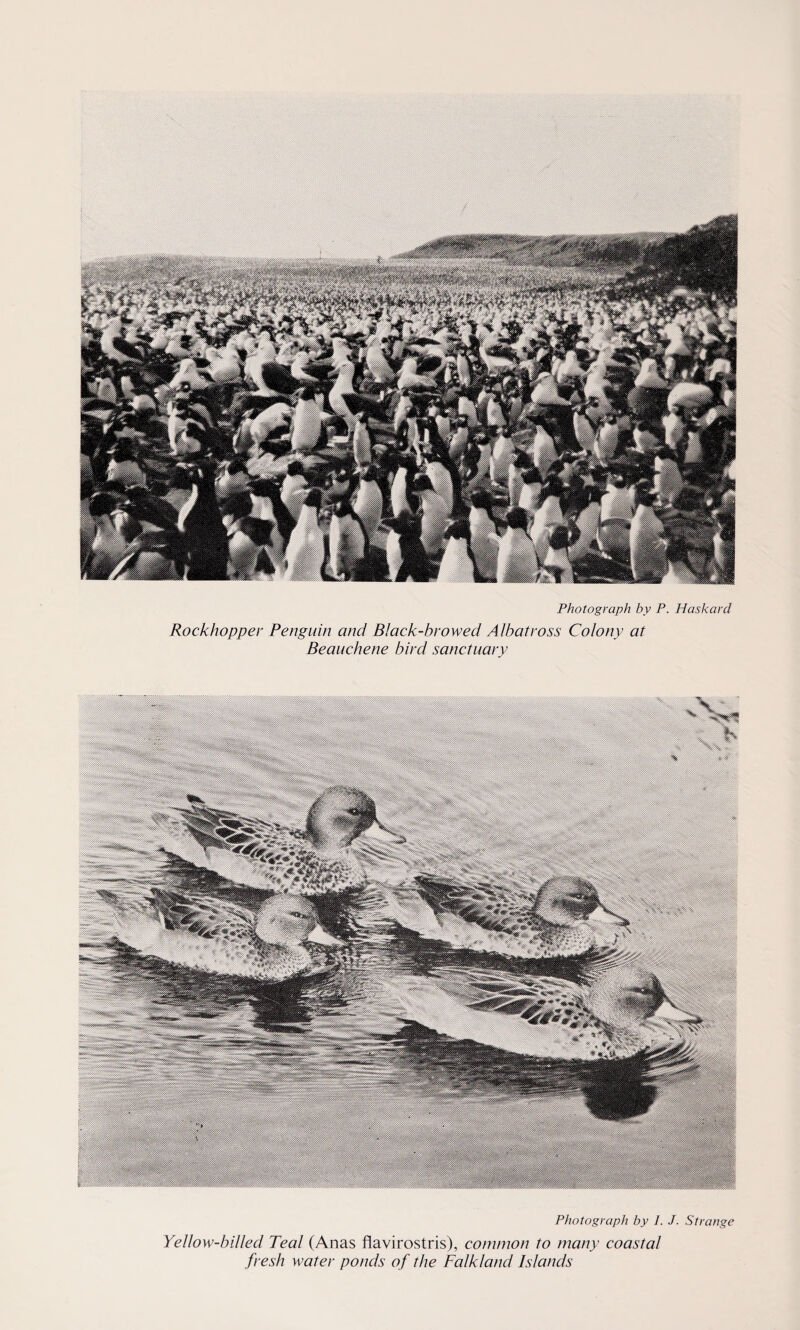 Rockhopper Penguin and Black-browed Albatross Colony at Beauchene bird sanctuary Photograph by I. J. Strange Yellow-billed Teal (Anas flavirostris), common to many coastal fresh water ponds of the Falkland Islands