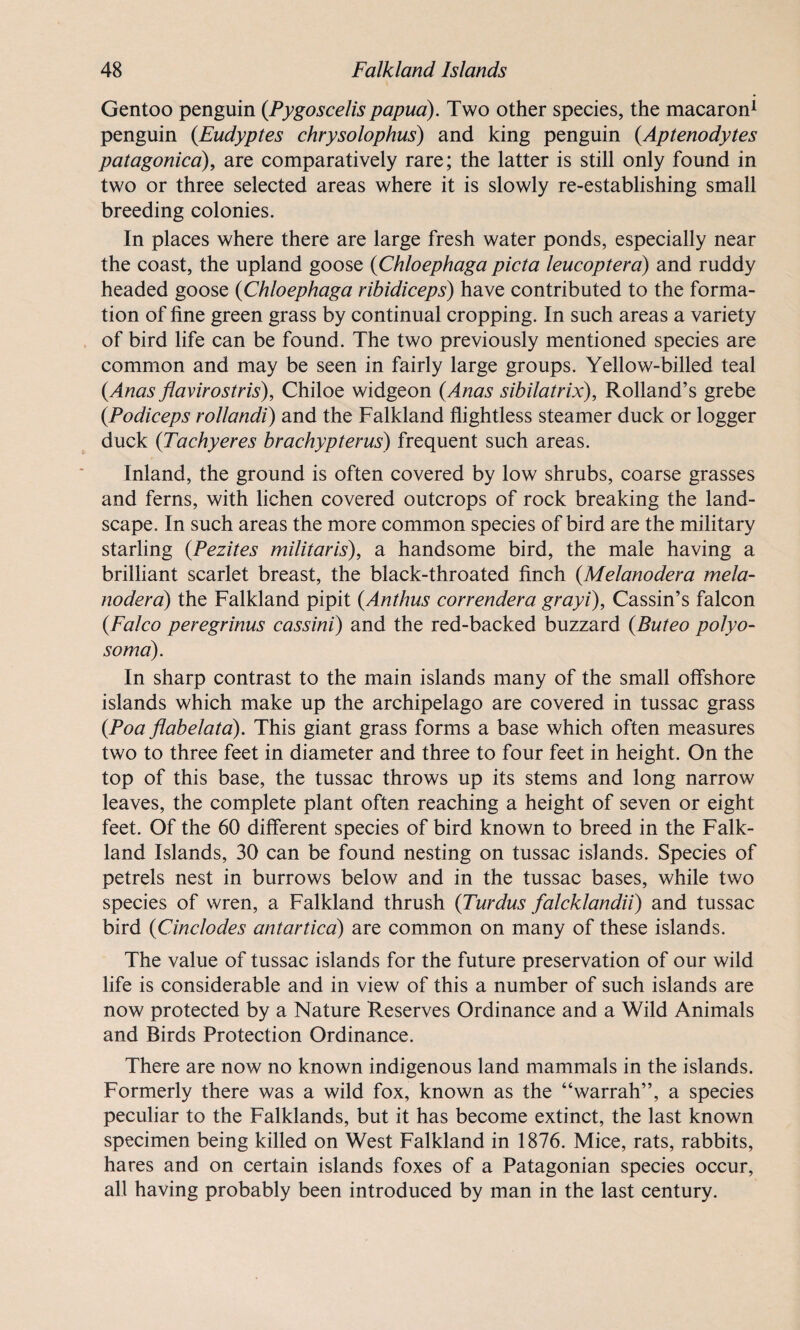 Gentoo penguin (Pygoscelis papua). Two other species, the macaron1 penguin (Eudyptes chrysolophus) and king penguin (Aptenodytes patagonica), are comparatively rare; the latter is still only found in two or three selected areas where it is slowly re-establishing small breeding colonies. In places where there are large fresh water ponds, especially near the coast, the upland goose (Chloephaga picta leucoptera) and ruddy headed goose (Chloephaga ribidiceps) have contributed to the forma¬ tion of fine green grass by continual cropping. In such areas a variety of bird life can be found. The two previously mentioned species are common and may be seen in fairly large groups. Yellow-billed teal {Anas flavirostris), Chiloe widgeon {Anas sibilatrix), Rolland’s grebe {Podiceps rollandi) and the Falkland flightless steamer duck or logger duck {Tachyeres brachypterus) frequent such areas. Inland, the ground is often covered by low shrubs, coarse grasses and ferns, with lichen covered outcrops of rock breaking the land¬ scape. In such areas the more common species of bird are the military starling {Pezites militaris), a handsome bird, the male having a brilliant scarlet breast, the black-throated finch {Melanodera mela- nodera) the Falkland pipit {Anthus correndera grayi), Cassin’s falcon {Falco peregrinus cassini) and the red-backed buzzard {Buteo polyo- soma). In sharp contrast to the main islands many of the small offshore islands which make up the archipelago are covered in tussac grass {Poa flabelata). This giant grass forms a base which often measures two to three feet in diameter and three to four feet in height. On the top of this base, the tussac throws up its stems and long narrow leaves, the complete plant often reaching a height of seven or eight feet. Of the 60 different species of bird known to breed in the Falk¬ land Islands, 30 can be found nesting on tussac islands. Species of petrels nest in burrows below and in the tussac bases, while two species of wren, a Falkland thrush {Turdus falcklandii) and tussac bird {Cinclodes antartica) are common on many of these islands. The value of tussac islands for the future preservation of our wild life is considerable and in view of this a number of such islands are now protected by a Nature Reserves Ordinance and a Wild Animals and Birds Protection Ordinance. There are now no known indigenous land mammals in the islands. Formerly there was a wild fox, known as the “warrah”, a species peculiar to the Falklands, but it has become extinct, the last known specimen being killed on West Falkland in 1876. Mice, rats, rabbits, hares and on certain islands foxes of a Patagonian species occur, all having probably been introduced by man in the last century.