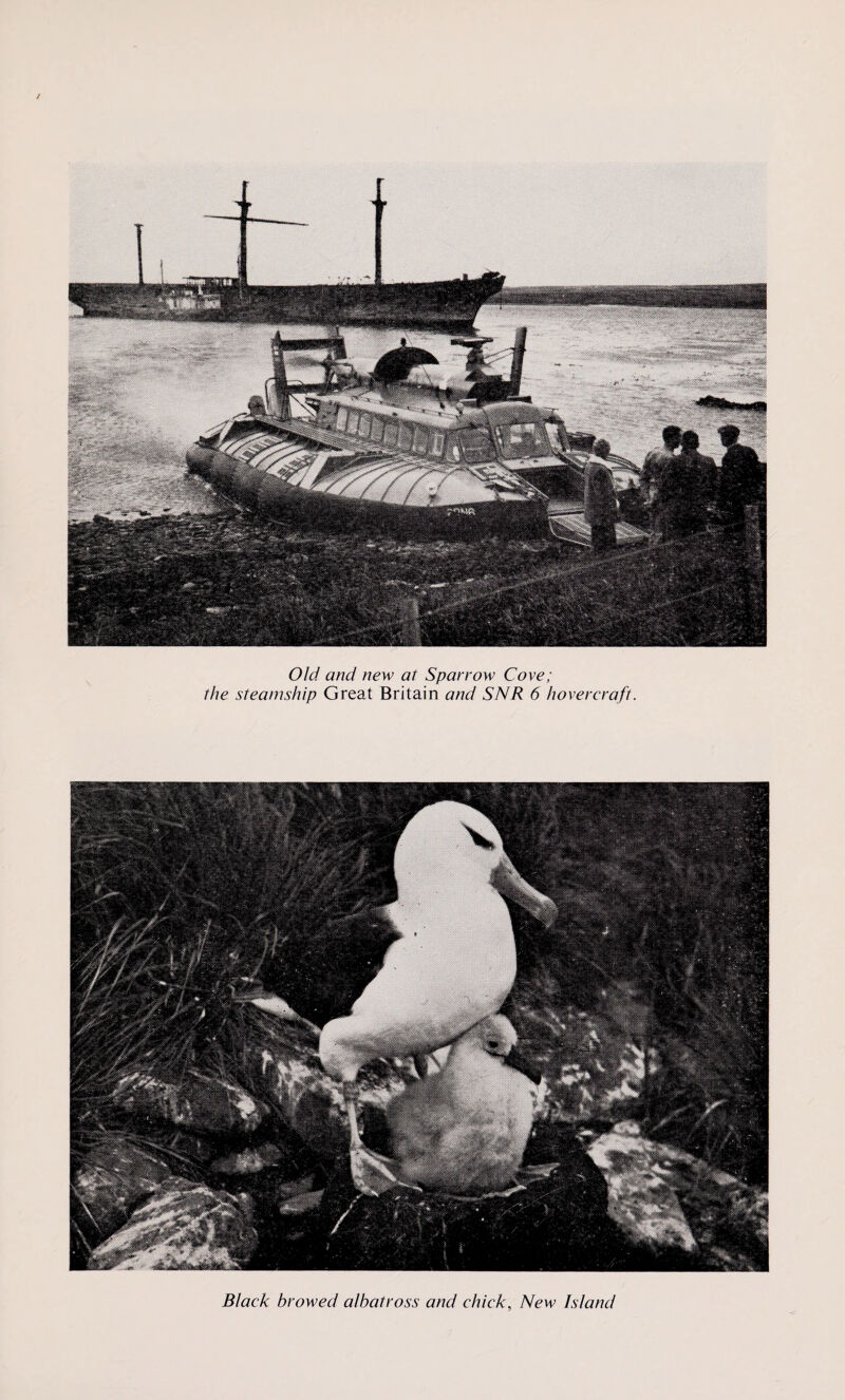 Old and new at Sparrow Cove; the steamship Great Britain and SNR 6 hovercraft. Black browed albatross and chick, New Island