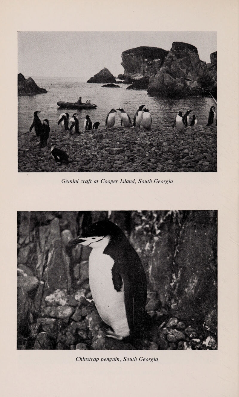 Gemini craft at Cooper Island, South Georgia Chinstrap penguin, South Georgia