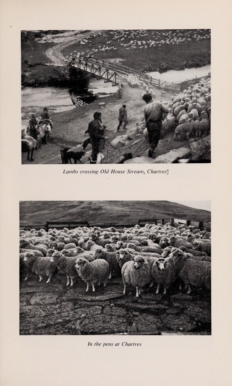 Lambs crossing Old House Stream, Chartresj In the pens at Chartres