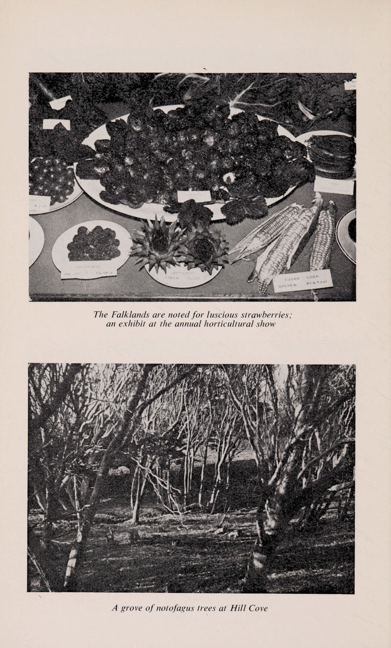 The Falklands are noted for luscious strawberries; an exhibit at the annual horticultural show If A grove of notofagus trees at Hill Cove