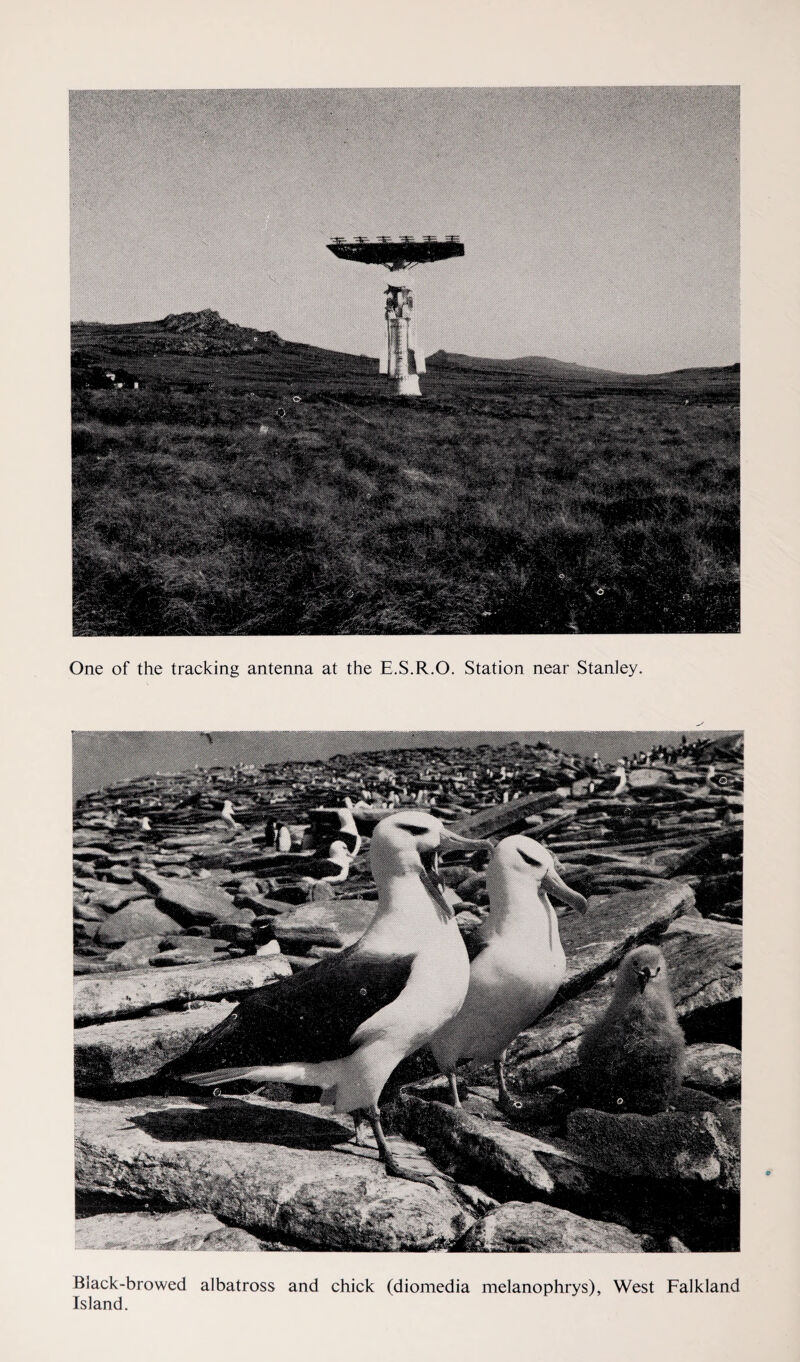 One of the tracking antenna at the E.S.R.O. Station near Stanley. Black-browed albatross and chick (diomedia melanophrys), West Falkland Island.