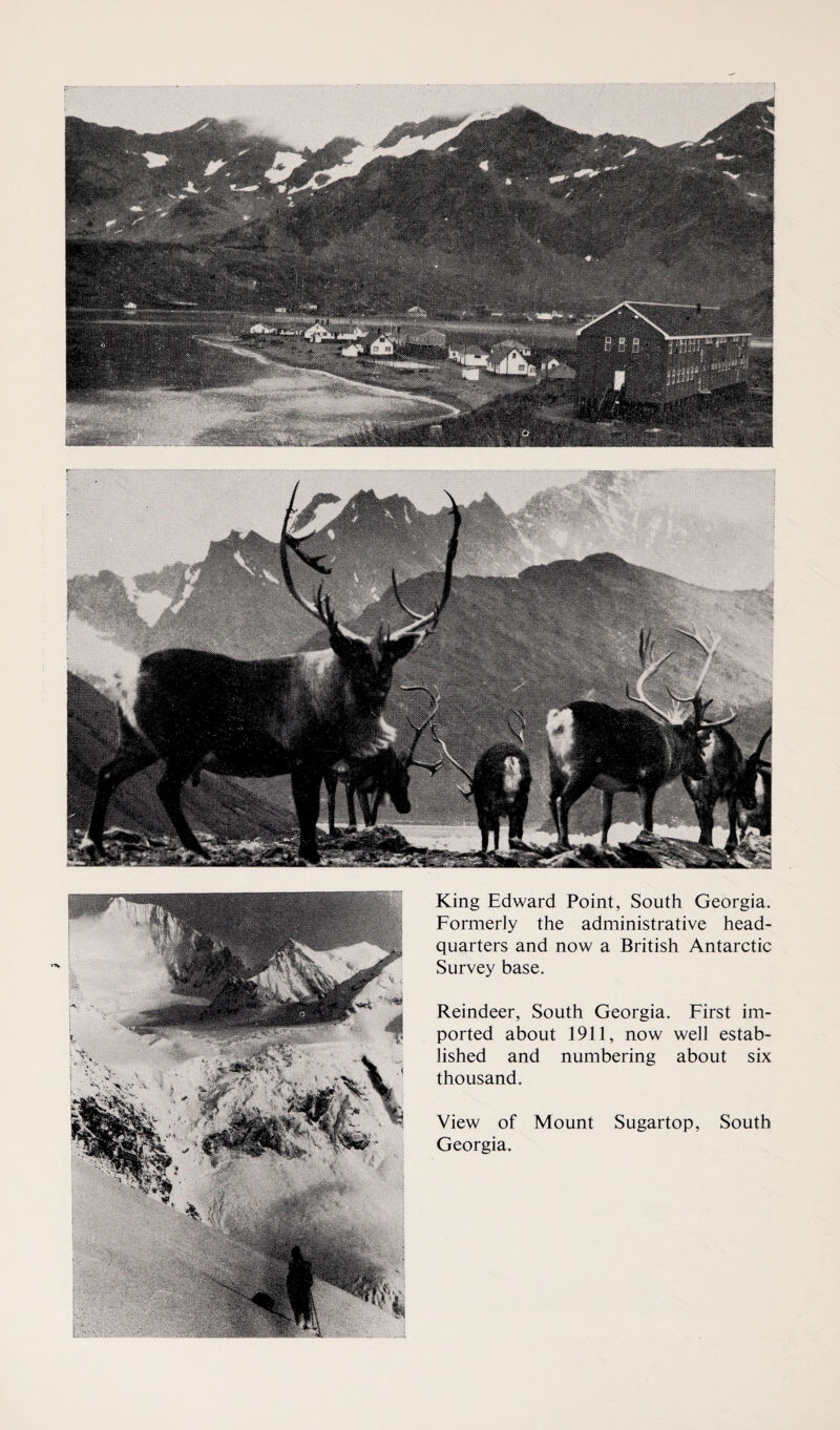 King Edward Point, South Georgia. Formerly the administrative head¬ quarters and now a British Antarctic Survey base. Reindeer, South Georgia. First im¬ ported about 1911, now well estab¬ lished and numbering about six thousand. View of Mount Sugartop, South Georgia.