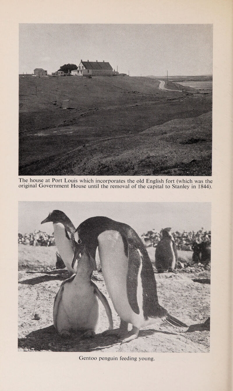 The house at Port Louis which incorporates the old English fort (which was the original Government House until the removal of the capital to Stanley in 1844). Gentoo penguin feeding young.