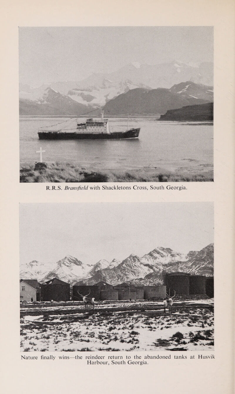 R.R.S. Bransfield with Shackletons Cross, South Georgia. Nature finally wins—the reindeer return to the abandoned tanks at Husvik Harbour, South Georgia.