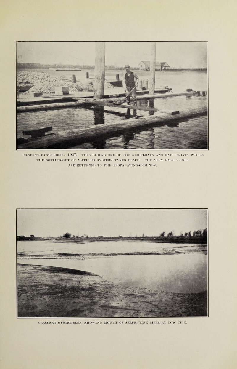 CRESCENT OYSTER-BEDS, 1927 THE SORTING-OUT OF ARE . THIS SHOWS ONE OF THE SUB-FLOATS AND MATURED OYSTERS TAKES PLACE. THE VERY RETURNED TO THE PROPAGATING-GROUNDS. RAFT-FLOATS SMALL ONES WHERE CRESCENT OYSTER-BEDS, SHOWING MOUTH OF SERPENTINE RIVER AT LOW TIDE.