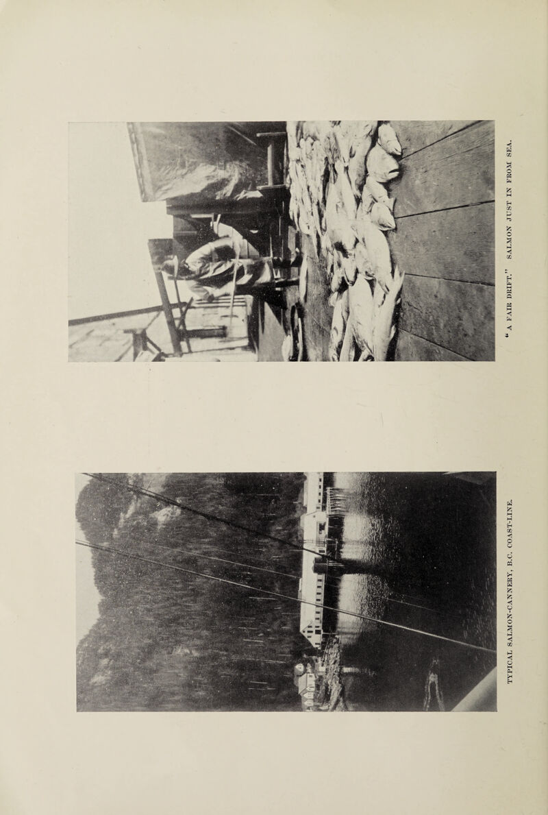 TYPICAL SALMON-CANNERY, B.C. COAST-LINE. A FAIR DRIFT. SALMON JUST IN FROM SEA