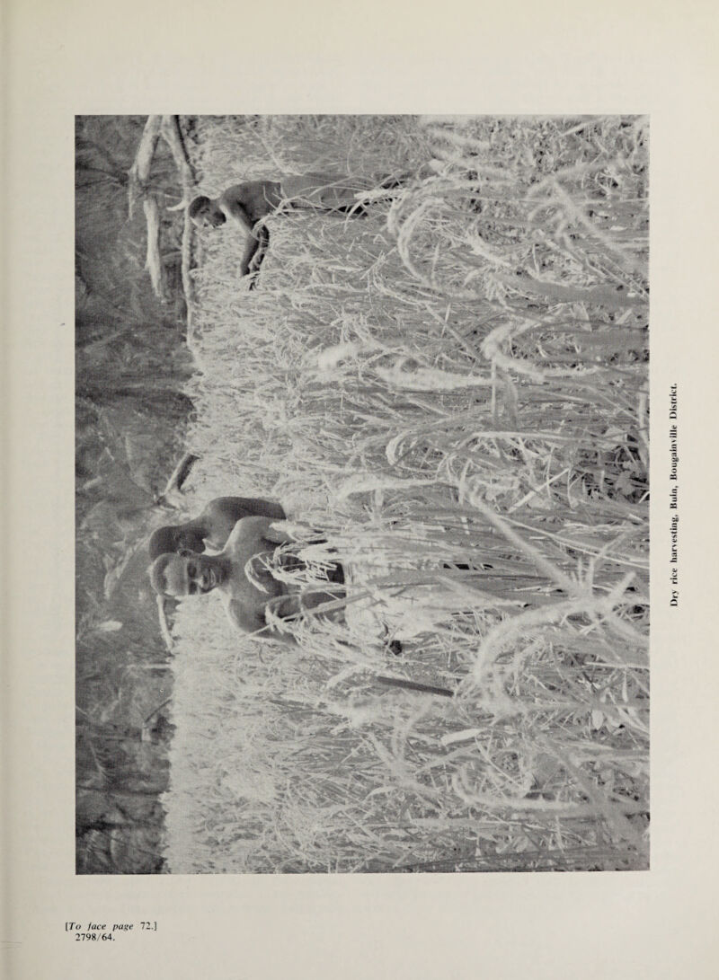 [To face page 72.] 2798/64. Dry rice harvesting, Buln, Bougainville District.