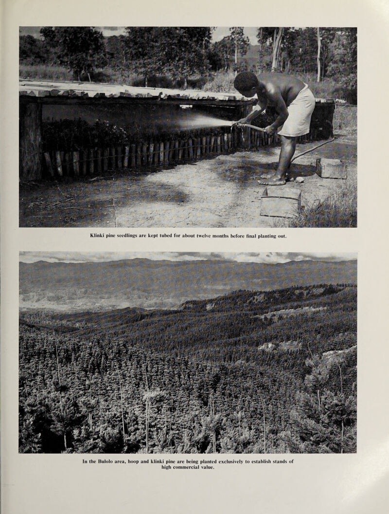 Klinki pine seedlings are kept tubed for about twelve months before final planting out. In the Bulolo area, hoop and klinki pine are being planted exclusively to establish stands of high commercial value.