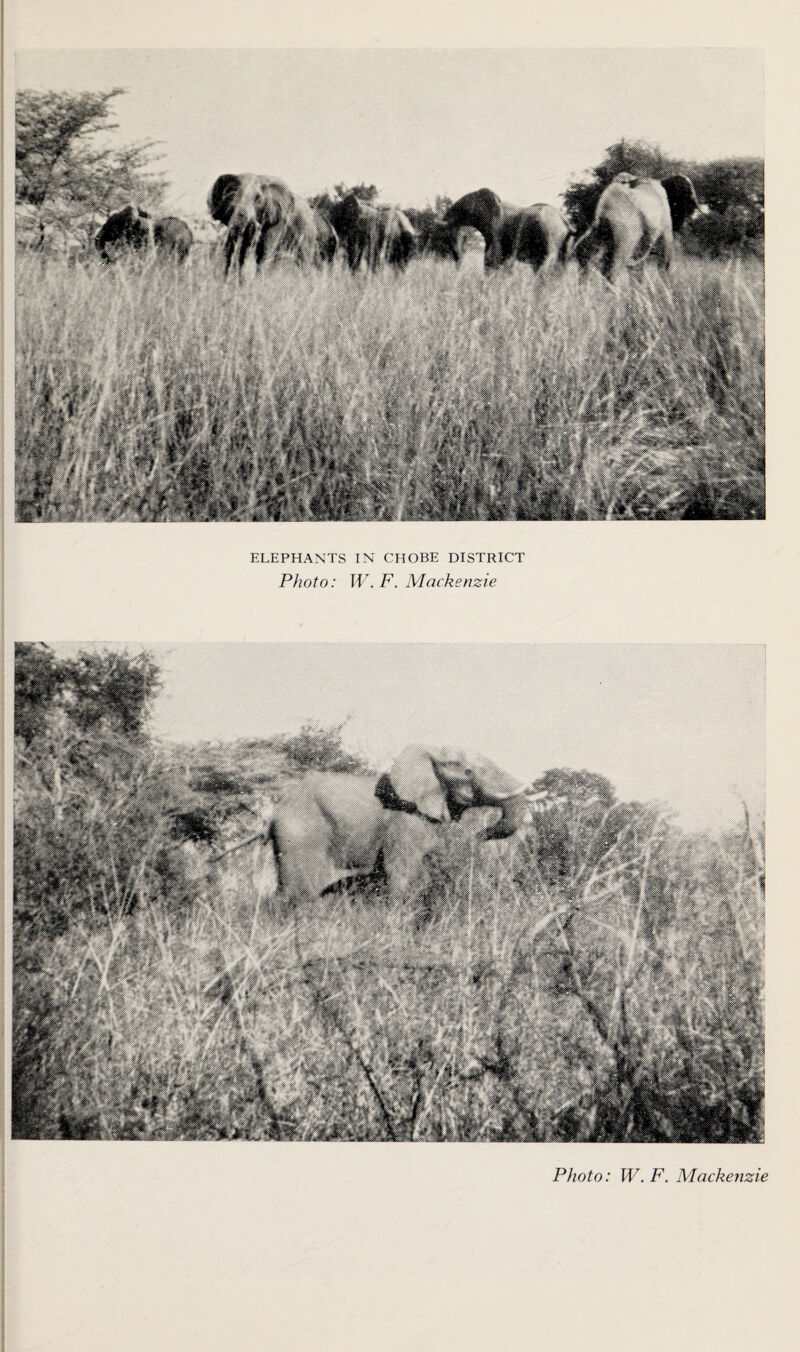 ELEPHANTS IN CHOBE DISTRICT Photo: W. F. Mackenzie Photo: W. F. Mackenzie