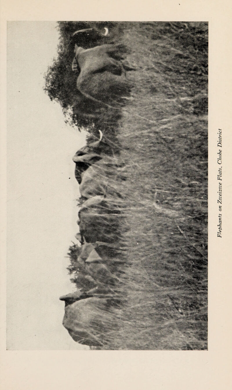Elephants on Zzveizive Flats, Chohe District