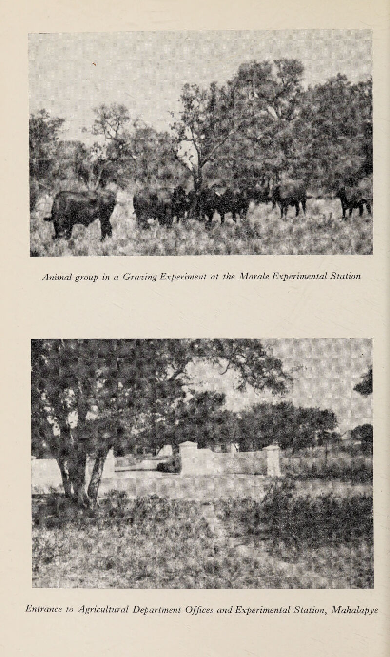 Animal group in a Grazing Experiment at the Morale Experimental Station Entrance to Agricultural Department Offices and Experimental Station, Mahalapye