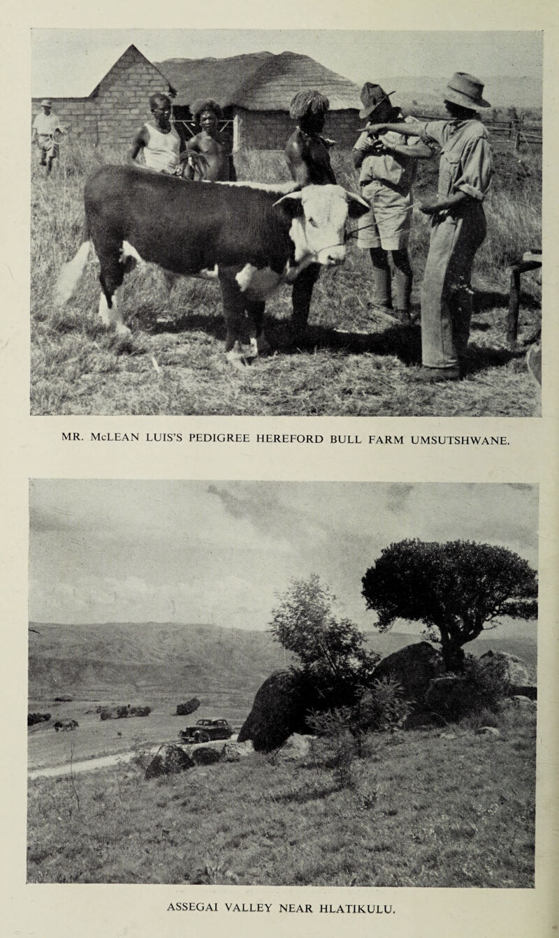 MR. McLEAN LUIS’S PEDIGREE HEREFORD BULL FARM UMSUTSHWANE ASSEGAI VALLEY NEAR HLATIKULU