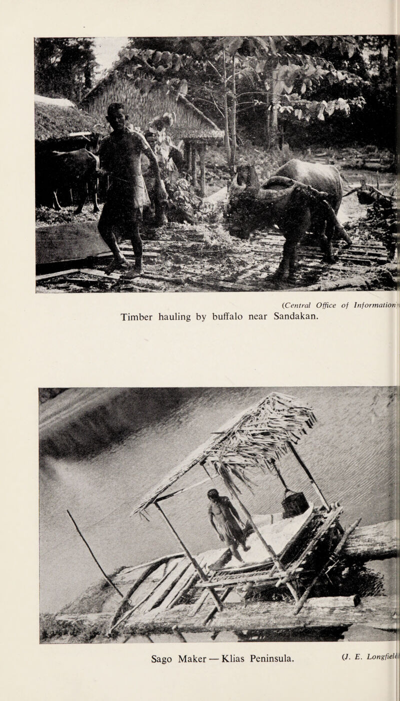 Timber hauling by buffalo near Sandakan Sago Maker — Klias Peninsula (7. E. LongfieU