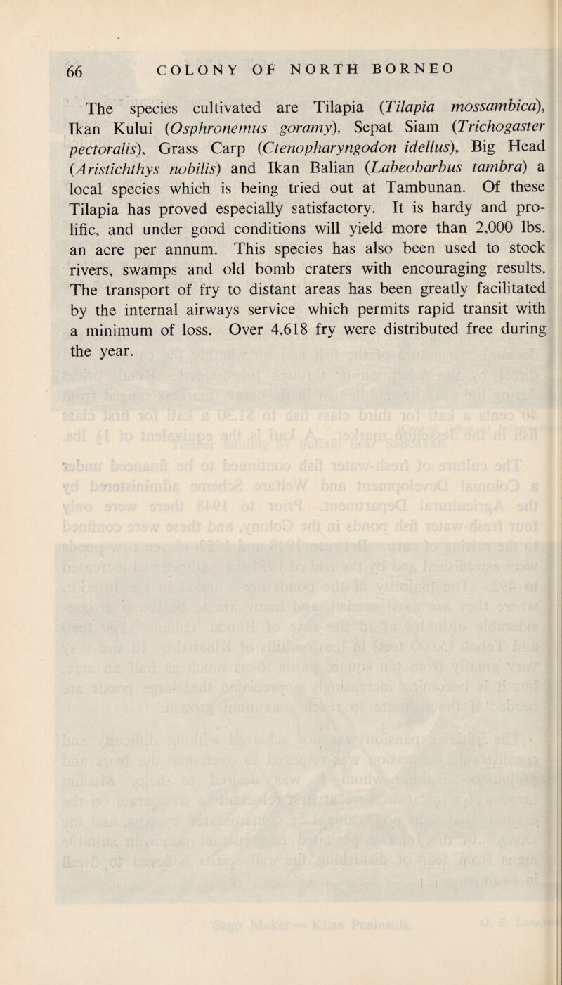 The species cultivated are Tilapia (Tilapia mossambica), Ikan Kului (Osphronemus goramy), Sepat Siam (Trichogaster pectoralis). Grass Carp (Ctenopharyngodon idellus)y Big Head (Aristichthys nobilis) and Ikan Balian (Labeobarbus tambra) a local species which is being tried out at Tambunan. Of these Tilapia has proved especially satisfactory. It is hardy and pro¬ lific, and under good conditions will yield more than 2,000 lbs. an acre per annum. This species has also been used to stock rivers, swamps and old bomb craters with encouraging results. The transport of fry to distant areas has been greatly facilitated by the internal airways service which permits rapid transit with a minimum of loss. Over 4,618 fry were distributed free during the year.