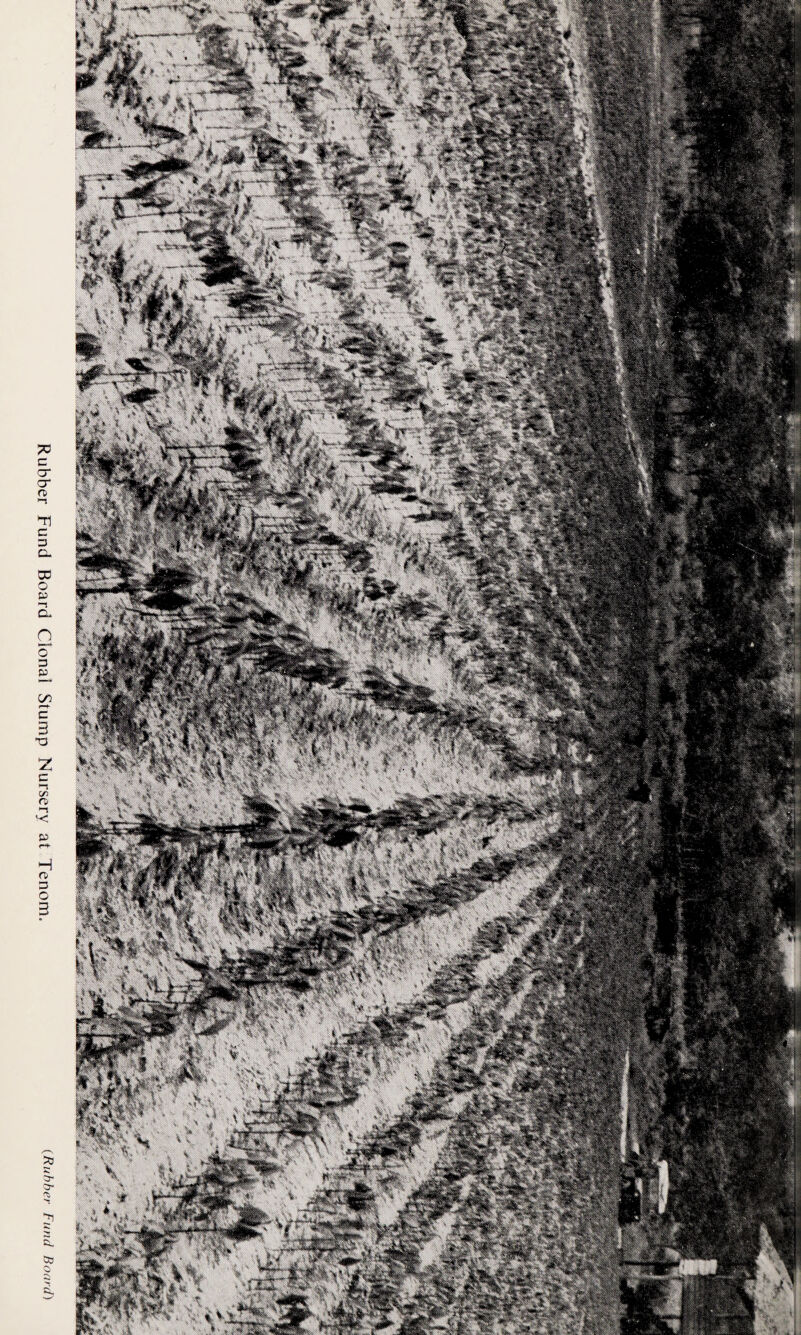 Rubber Fund Board Clonai Stump Nursery at Tenom. (Rubber Fund Board)