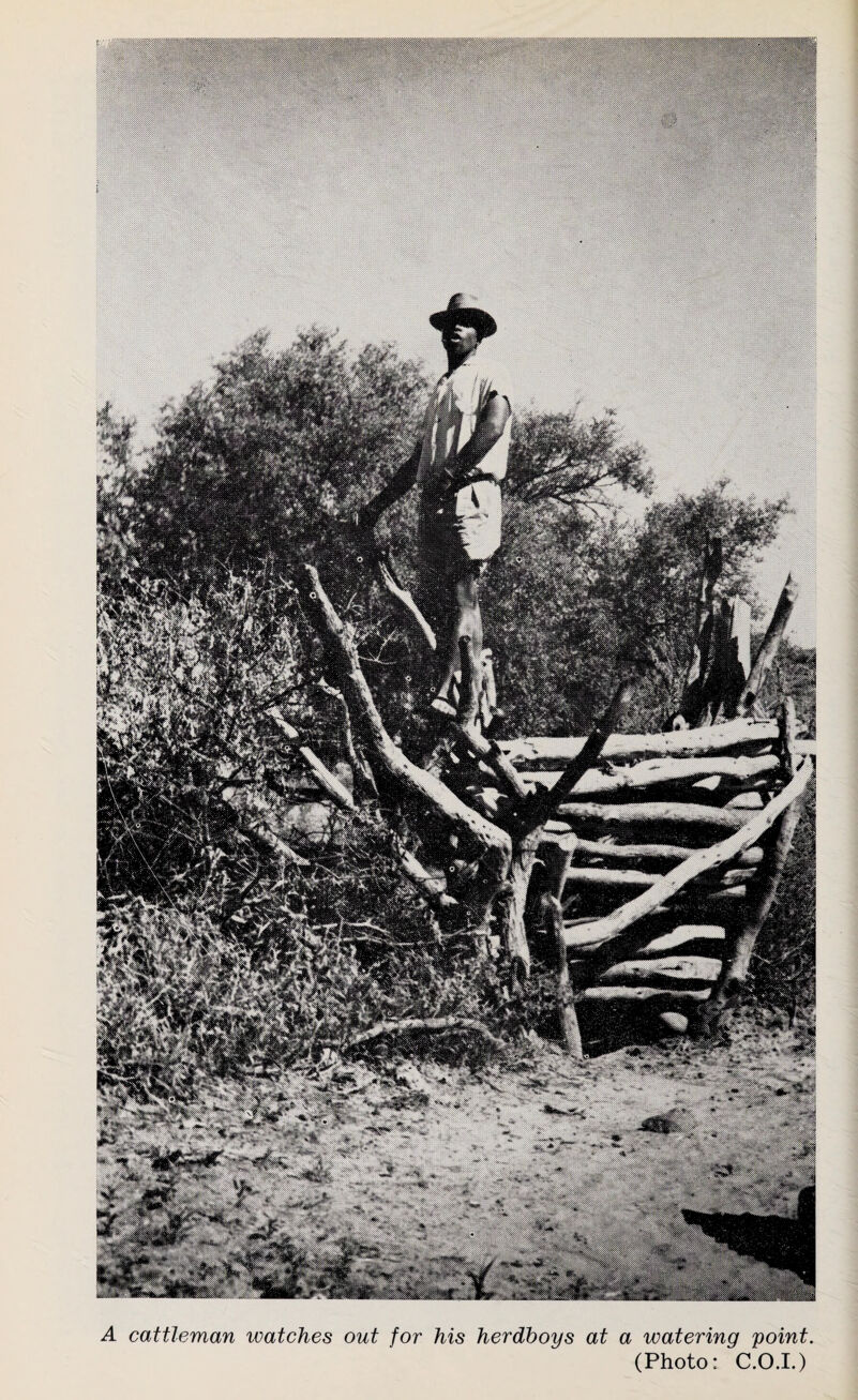 A cattleman watches out for his herdboys at a watering point (Photo: C.O.I.)