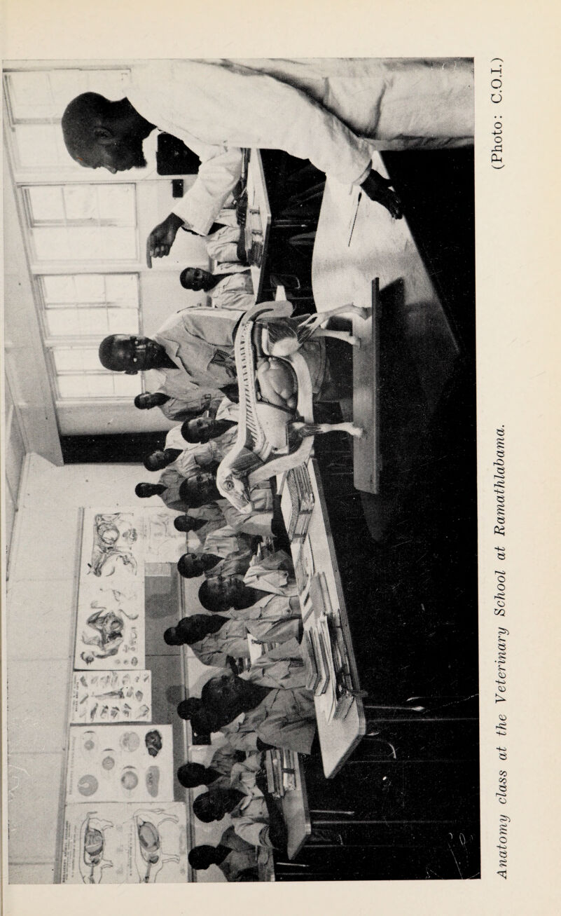 Anatomy class at the Veterinary School at Ramathlabama. (Photo: C.O.I.)