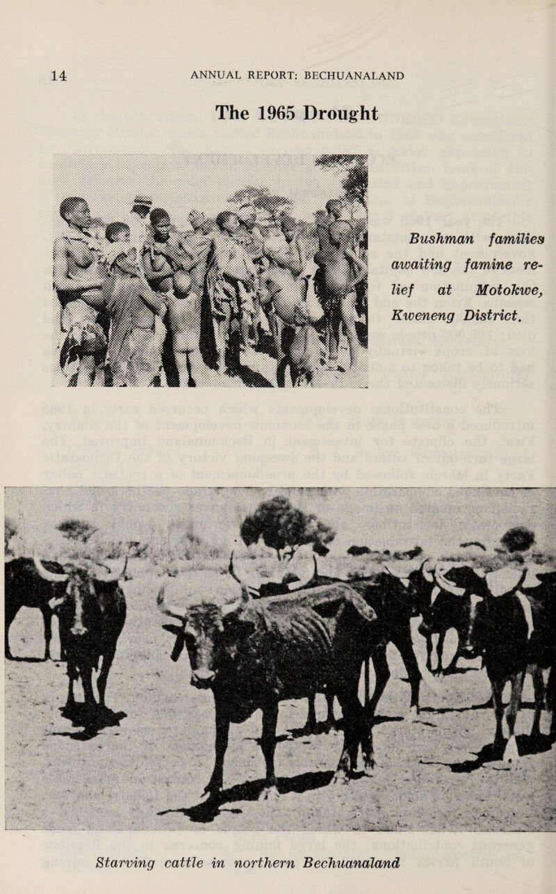 The 1965 Drought Bushman families awaiting famine re- lief at Motokwe, Kweneng District. ****/&&* Starving cattle in northern Bechuanaland