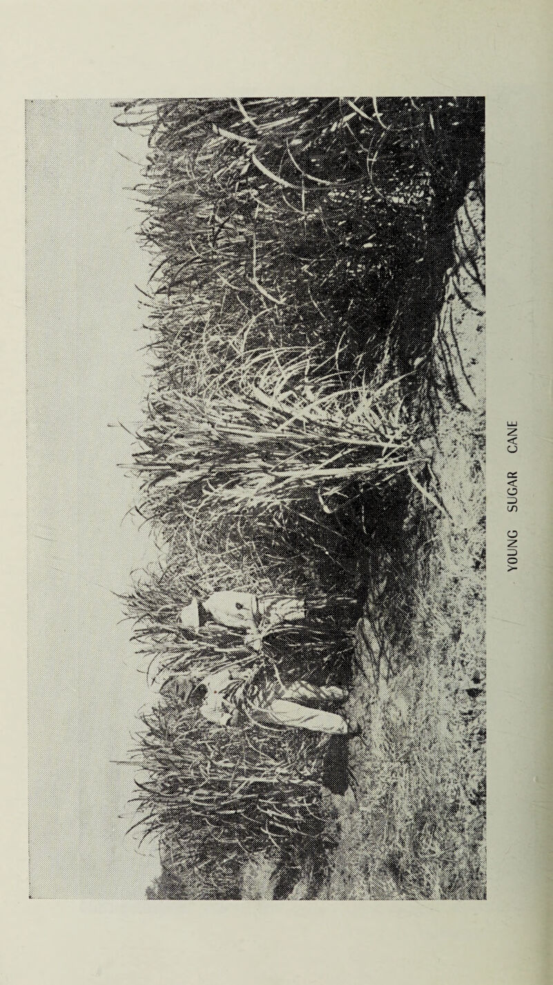 YOUNG SUGAR CANE