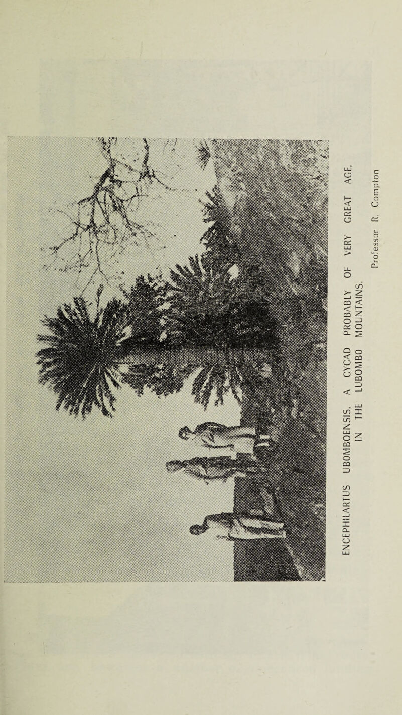 ENCEPHILARTUS UBOMBOENSIS, A CYCAD PROBABLY OE VERY GREAT AGE, IN THE LUBOMBO MOUNTAINS. Professor R, Compton