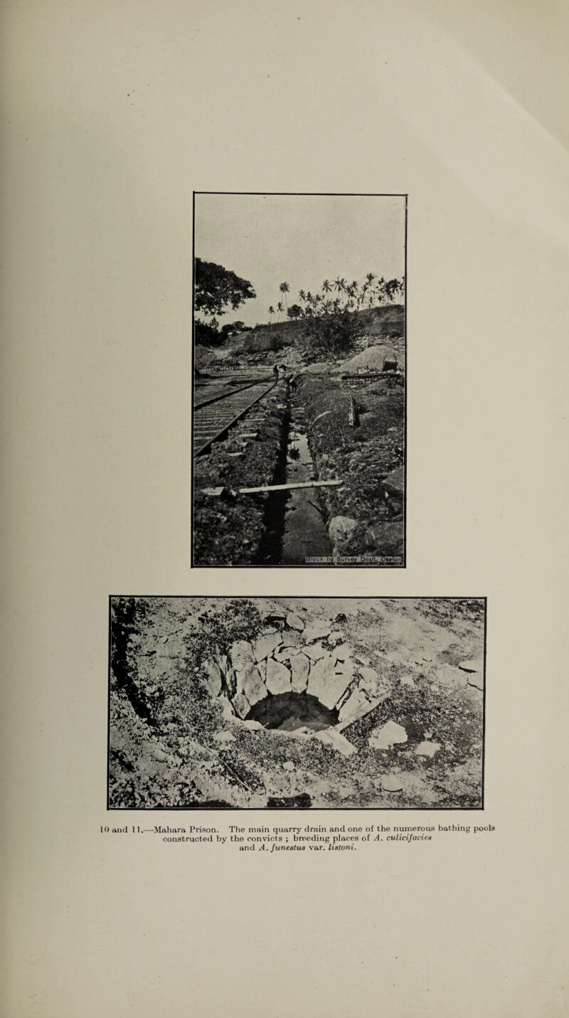 10 and 11.—Mahara Prison. The main quarry drain and one of the numerous bathing pools constructed by the convicts ; breeding places of A. culicijacies and A. Junestua var. liatoni.