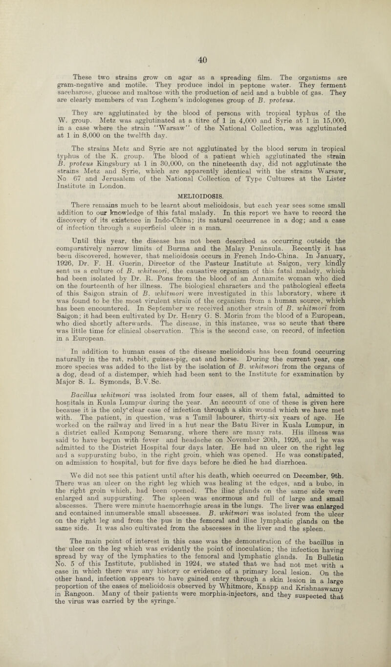 These two strains grow on agar as a spreading film. The organisms are gram-negative and motile. They produce indol in peptone water. They ferment saccharose, glucose and maltose with the production of acid and a bubble of gas. They are clearly members of van Loghem’s indologenes group of B. proteus. They are agglutinated by the blood of persons with tropical typhus of the W. group. Metz was agglutinated at a titre of 1 in 4,000 and Syrie at 1 in 15,000, in a case where the strain “Warsaw” of the National Collection, was agglutinated at 1 in 8,000 on the twelfth day. The strains Metz and Syrie are not agglutinated by the blood serum in tropical typhus of the K. group. The blood of a patient which agglutinated the strain B. proteus Kingsbury at 1 in 30,000, on the nineteenth day, did not agglutinate the strains Metz and Syrie, which are apparently identical with the strains Warsaw, No 67 and Jerusalem of the National Collection of Type Cultures at the Lister Institute in London. MELIOIDOSIS. There remains much to be learnt about melioidosis, but each year sees some small addition to our knowledge of this fatal malady. In this report we have to record the discovery of its existence in Indo-China; its natural occurrence in a dog; and a case of infection through a superficial ulcer in a man. Until this year, the disease has not been described as occurring outside the comparatively narrow limits of Burma and the Malay Peninsula. Recently it has been discovered, however, that melioidosis occurs in French Indo-China. In January, 1926, Dr. F. H. Guerin, Director of the Pasteur Institute at Saigon, very kindly sent us a culture of B. whitman, the causative organism of this fatal malady, which had been isolated by Dr. R. Pons from the blood of an Annamite woman who died on the fourteenth of her illness. The biological characters and the pathological effects of this Saigon strain of B. whitmori were investigated in this laboratory, where it was found to be the most virulent strain of the organism from a human source, which has been encountered. In September we received another strain of B. whitmori from Saigon; it had been cultivated by Dr. Henry G. S. Morin from the blood of a European, who died shortly afterwards. The disease, in this instance, was so acute that there was little time for clinical observation. This is the second case, on record, of infection in a European. In addition to human cases of the disease melioidosis has been found occurring naturally in the rat, rabbit, guinea-pig, cat and horse. During the current year, one more species was added to the list by the isolation of B. whitmori from the organs of a dog, dead of a distemper, which had been sent to the Institute for examination by Major S. L. Symonds, B.V.Sc. Bacillus whitmori was isolated from four cases, all of them fatal, admitted to hospitals in Kuala Lumpur during the year. An account of one of these is given here because it is the only'clear case of infection through a skin wound which we have met with. The patient, in question, was a Tamil labourer, thirty-six years of age. He worked on the railway and lived in a hut near the Batu River in Kuala Lumpur, in a district called Kampong Semarang, where there are many rats. His illness was said to have begun with fever and headache on November 20th, 1926, and he wTas admitted to the District Hospital four days later. He had an ulcer on the right leg and a suppurating bubo, in the right groin, which was opened. He was constipated, on admission to hospital, but for five days before he died he had diarrhoea. We did not see this patient until after his death, which occurred on December, 9th. There was an ulcer on the right leg which was healing at the edges, and a bubo, in the right groin which, had been opened. The iliac glands on the same side were enlarged and suppurating. The spleen was enormous and full of large and small abscesses. There were minute haemorrhagic areas in the lungs. The liver was enlarged and contained innumerable small abscesses. B. whitmori was isolated from the ulcer on the right leg and from the pus in the femoral and iliac lymphatic glands on the same side. It was also cultivated from the abscesses in the liver and the spleen. The main point of interest in this case was the demonstration of the bacillus in the ulcer on the leg which was evidently the point of inoculation; the infection having spread by way of the lymphatics to the femoral and lymphatic glands. In Bulletin No. 5 of this Institute, published in 1924, we stated that we had not met with a case in which there was any history or evidence of a primary local lesion. On the other hand, infection appears to have gained entry through a skin lesion in a large proportion of the cases of melioidosis observed by Whitmore, Knapp and Krishnaswamy in Rangoon. Many of their patients were morphia-injectors, and they suspected that the virus was carried by the syringe.'
