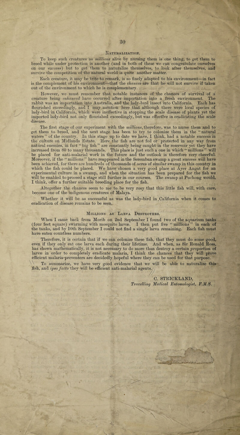 Is VTURALIZATION. To keep such creatures as millions alive by nursing them is one thing, to get them to breed while under protection is another (and in both of these we can congratulate ourselves on our success) but to get them to naturalize themselves, to look after themselves, and survive the competition of the natural world is quite another matter. Each creature, it may be trite to remark, is so finely adapted to his environment—in fact is the complement of his environment—That the chances are that he will not survive if taken out of the environment to which he is complementary. However, we must remember that notable instances of the chances of survival of a creature being enhanced have occurred after importation into a fresh environment. The rabbit was an importation into Australia, and the lady-bird insect into California. Each has flourished exceedingly, and I may mention here that although there were local species of lady-bird in California, which were ineffective in stopping the scale disease of plants yet the imported lady-bird not only flourished exceedingly, but was effective in eradicating the scale disease. The first stage of our experiment with the millions, therefore, was to nurse them and to get them to breed, and the next stage has been to try to colonize them in the “ natural waters ” of the country. In this stage up to date we have, I think, had a notable success in the culture on Midlands Estate. Here the fish are not fed or protected in any way from natural enemies, in fact “ big fish ” are constantly being caught in the reservoir yet they have increased from 80 to many thousands. This place is just such a one in which “ millions ” will be placed for anti-malarial work in the future and the outlook is therefore very cheerful. Moreover, if the “millions ” have reappeared in the Seremban swamp a great success will have been achieved, for there are hundreds of thousands of acres of similar swamp in this country in which the fish could be placed. We have chosen a very good place at Ayer Angat for an experimental culture in a swamp, and when the situation has been prepared for the fish we will be enabled to proceed a stage still further in our courses. The swamp at Puchong would, I think, offer a further suitable breeding place for the fish. Altogether the chances seem to me to be very rosy that this little fish will, with care, become one of the indigenous creatures of Malaya. Whether it will be as successful as was the lady-bird in .California when it comes to eradication of disease remains to be seen. Millions as Larva Destroyers. When I came back from Morib on 2nd September I found two of the aquarium tanks (four feet square) swarming with mosquito larvae. I then put five “ millions ” in each of the tanks, and by 10th September I could not find a single larva remaining. Each fish must have eaten countless numbers. Therefore, it is certain that if we can colonize these fish, that they must do some good, even if they only eat one larva each during their lifetime. And when, as Sir Eonald Eoss, has shown mathematically, it is not necessary to do more than destroy a certain proportion of larvae in order to completely eradicate malaria, I think the chances that they will prove efficient malaria-preventers are decidedly hopeful where they can be used for that purpose. \\ To summarize, we have very good evidence that we will be able to naturalize this fish, and ipso facto they will be efficient anti-malarial agents. C. STEICKLAND, Travelling Medical Entomologist, F.M.S.