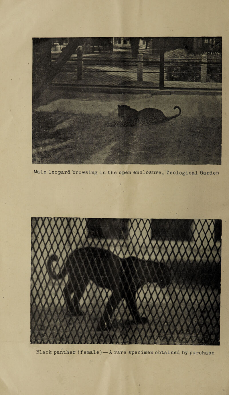 Black panther (f emale ) — A rare specimen obtained by purchase