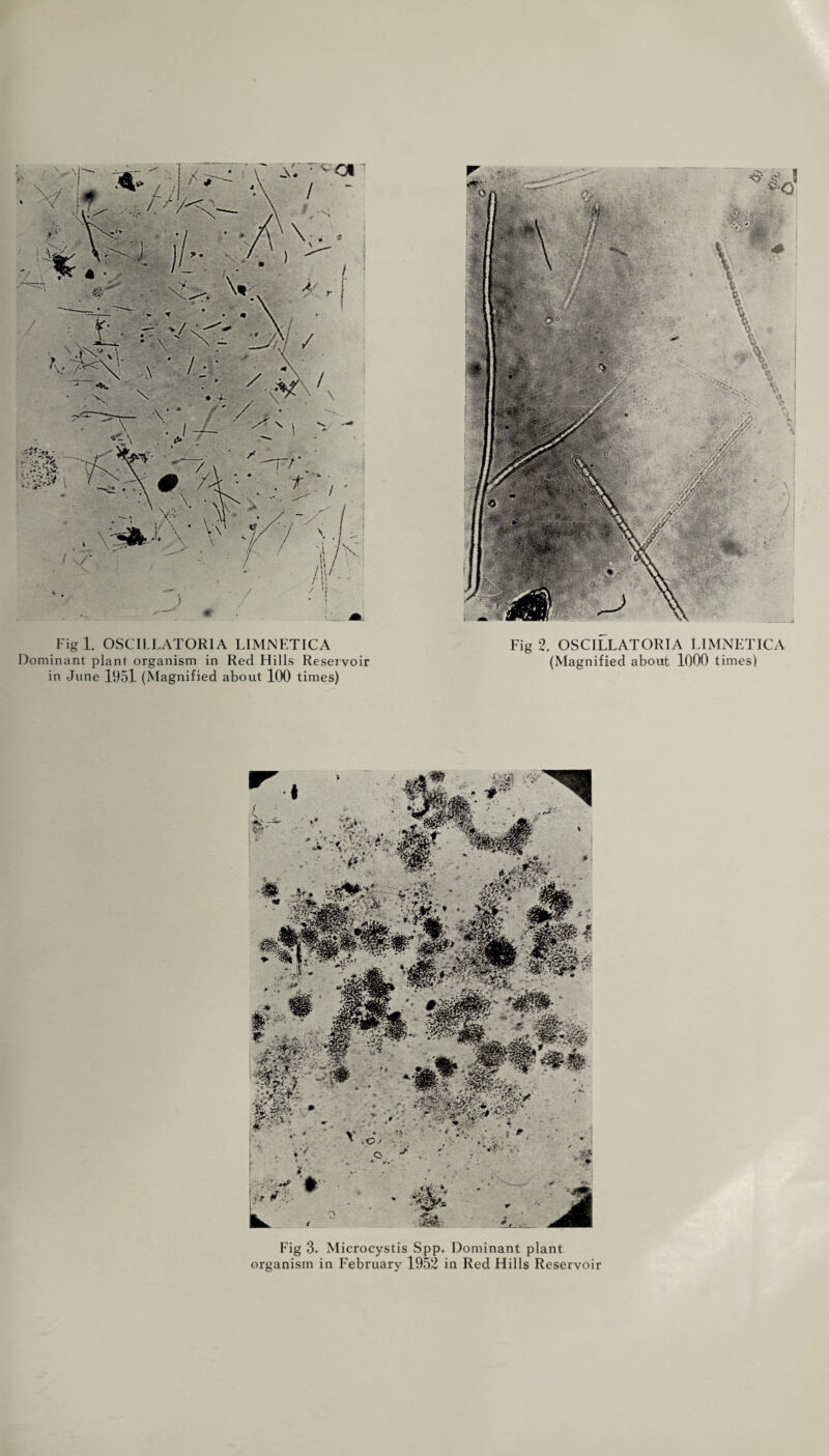 Dominant plant organism in Red Hills Reservoir in June l95l (Magnified about 100 times) (Magnified about 1000 times) Fig 3. Microcystis Spp. Dominant plant organism in February 1952 in Red Hills Reservoir