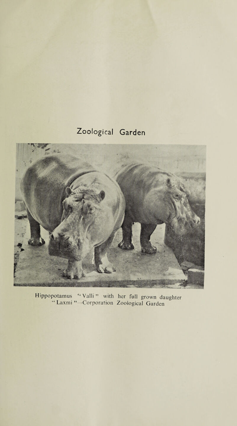 Zoological Garden ;-&V/ ,- Hippopotamus “ Valli ” with her full grown daughter Lax mi ’’—Corporation Zoological Garden