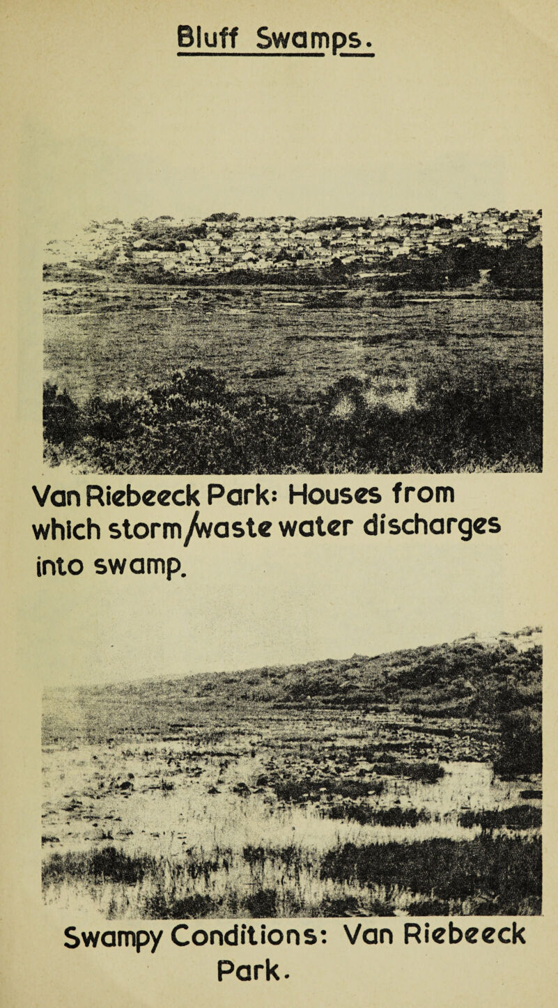 Bluff Swamps. Van Riebeeck Park: Houses from which storm/waste water discharges into swamp. Swampy Conditions: Van Riebeeck Park.