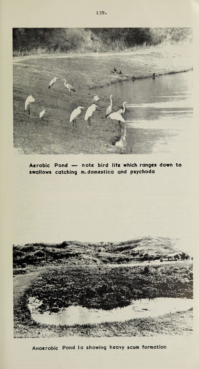 Aerobic Pond — note bird life which ranges down to swallows catching m.domestica and psychoda Anaerobic Pond la showing heavy scum formation