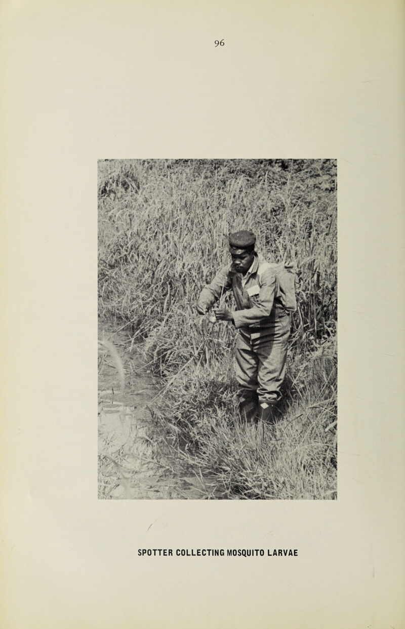 / SPOTTER COLLECTING MOSQUITO LARVAE